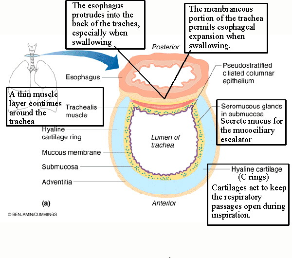 Biol 238 Class Notes Respiratory System