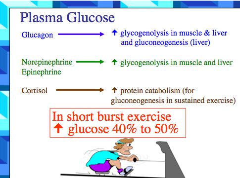 anaerobic glycogenolysis glycogenolysis providing thus and liver) gluconeogenesis (in more anaerobic glycogenolysis glycogenolysis providing thus and liver) gluconeogenesis (in more
