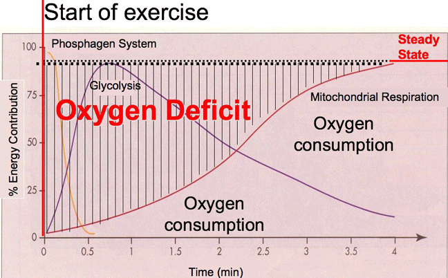 Oxygen Consumption Chart