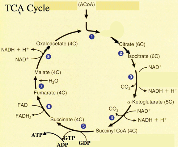 TCA cycle