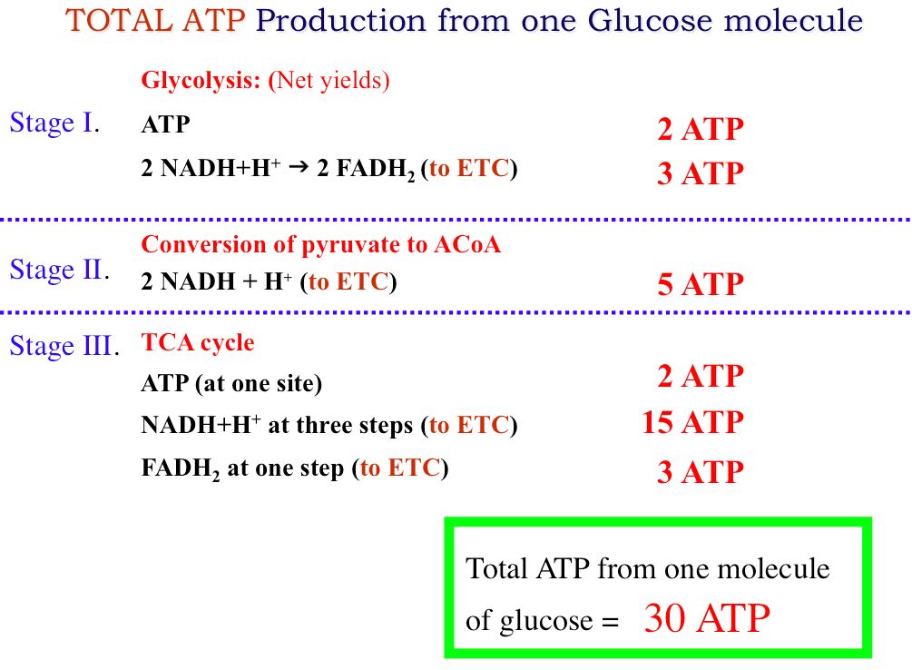 ATP Production Of One Glucose
