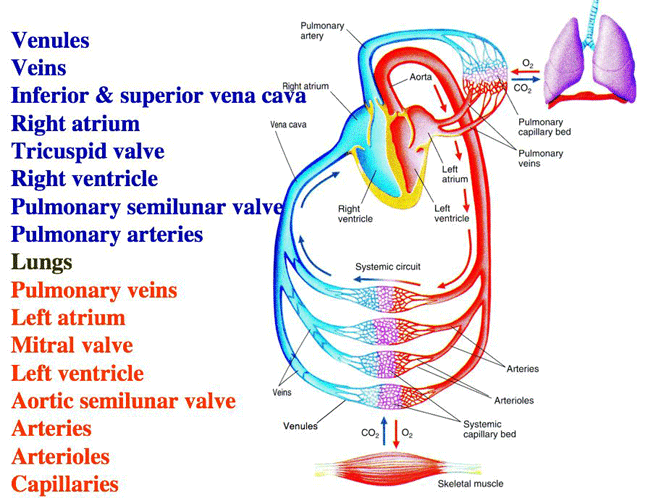Blood Flow Through Systemic and Pulmonary Circuits