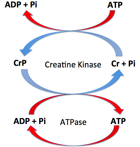 atp energy resynthesis crp physiology systems system gif anatomy human