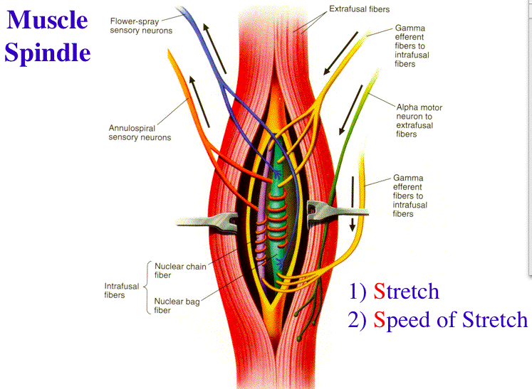 Drag The Labels Onto The Diagram To Identify Structural Features