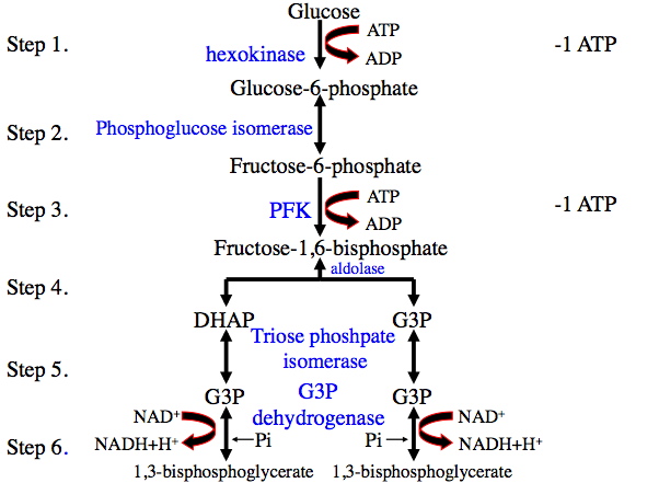 glycolysis steps