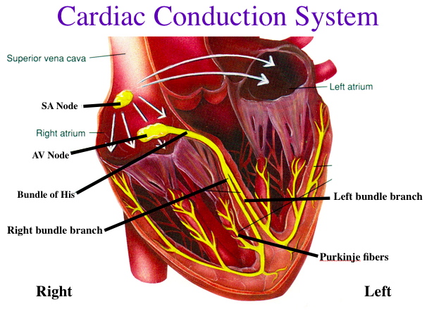 Cardiac cycle and cardiac conduction system