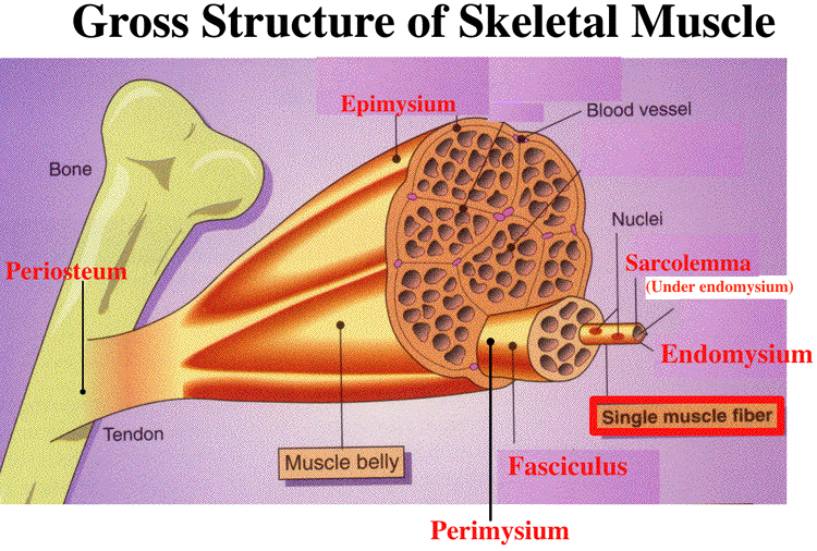 Gross Muscle And Sarcomere