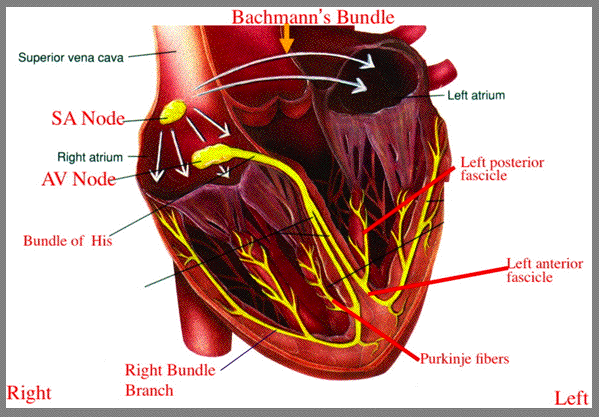 Conducting System of the Heart - Bundle of His - SA Node - TeachMeAnatomy