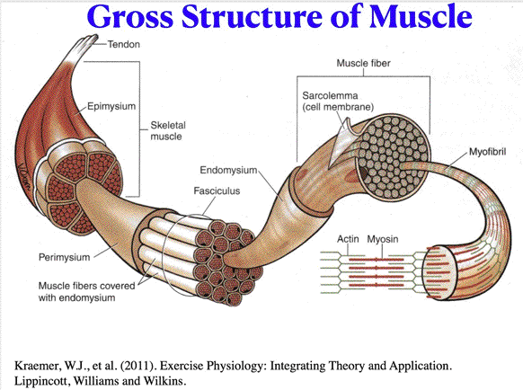 Gross Muscle And Sarcomere