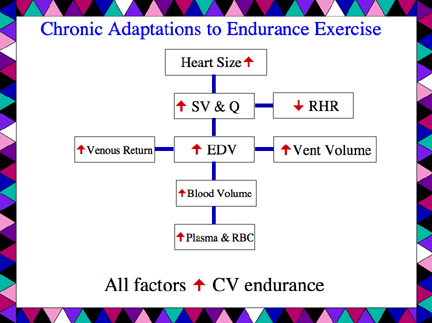 Cardiovascular training adaptations