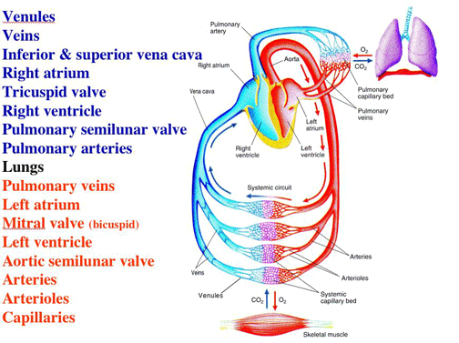 Systemic And Pulmonary Circulation Flow Chart