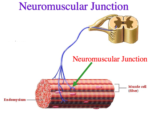 Neuromuscular Disorders - AMF