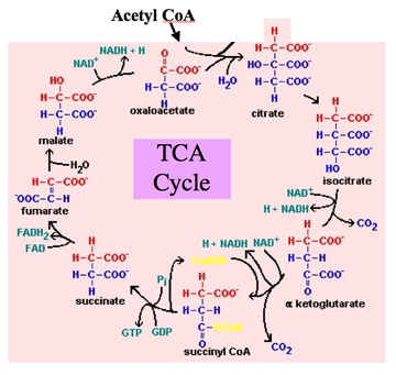 TCA –