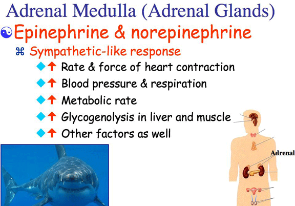 More Hormones Of Exercise