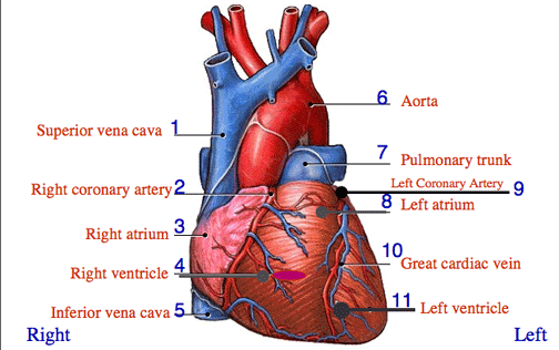 Anatomy Of The Heart Chart