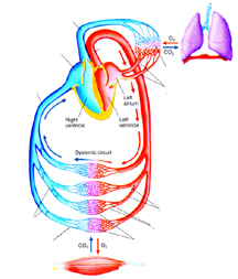 Blood Flow Through Systemic And Pulmonary Circuits