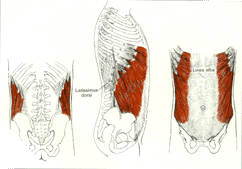 external and internal obliques