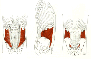 external and internal obliques