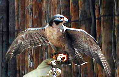 Falcon at the Albuquerque Zoo