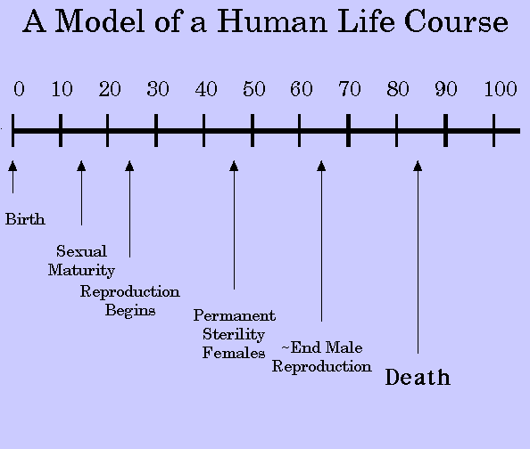 human lifecourse model