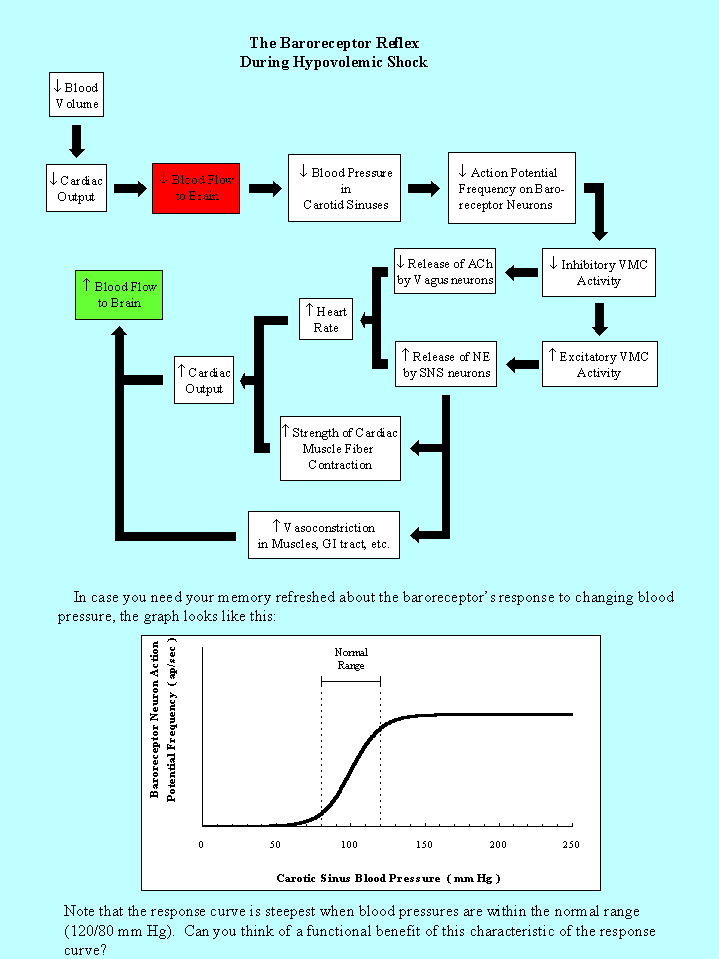 The Baroreceptor Reflex