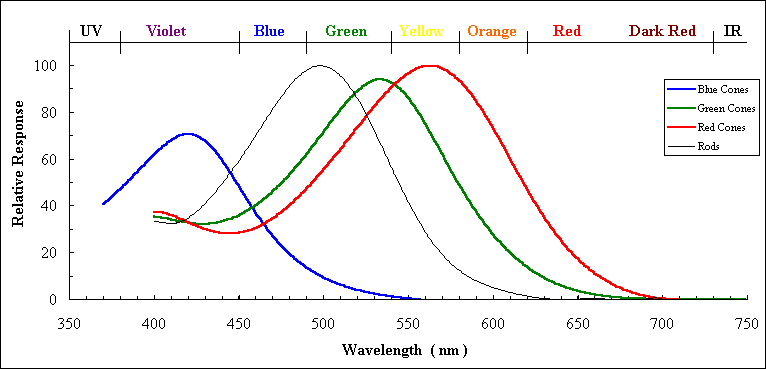 Graph of rod and cone response profiles.