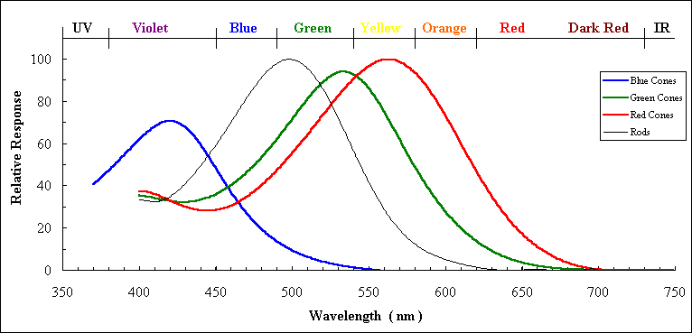 Cone Action Spectra